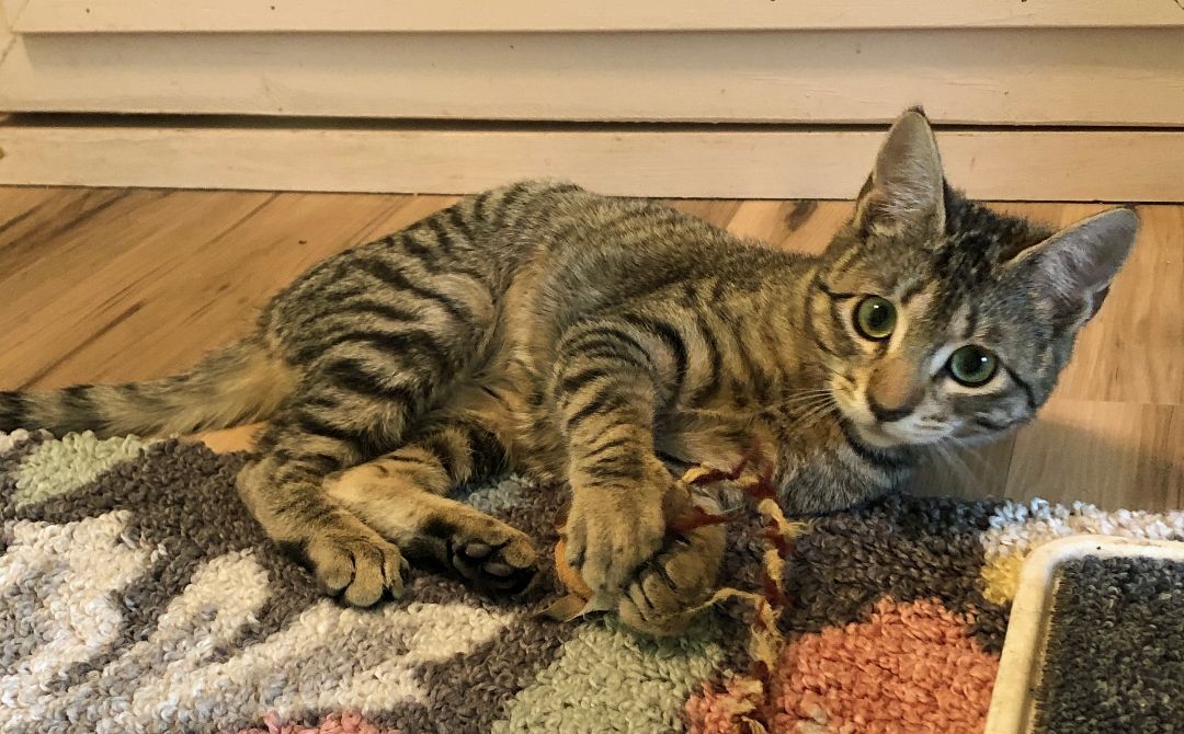 Tiggerella (F), a Adoptable mixed breed in Prescott, AZ image 5/5