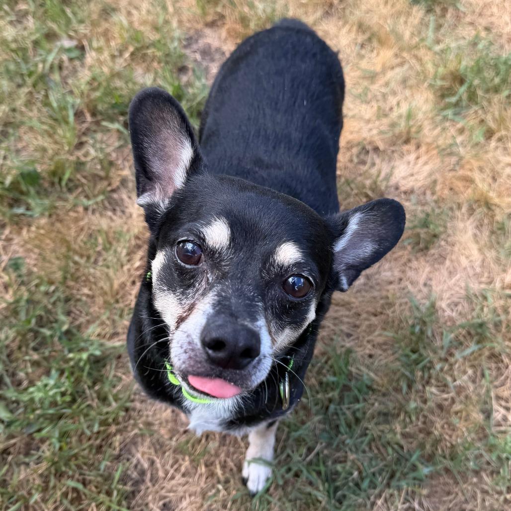 Hershey, a Adoptable mixed breed in Wadena, MN image 1/6