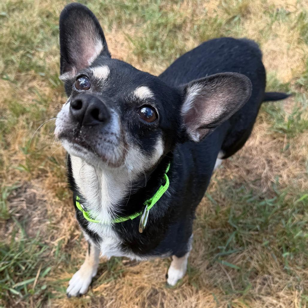 Hershey, a Adoptable mixed breed in Wadena, MN image 2/6