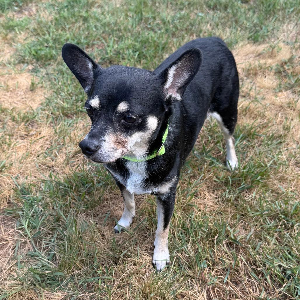 Hershey, a Adoptable mixed breed in Wadena, MN image 3/6