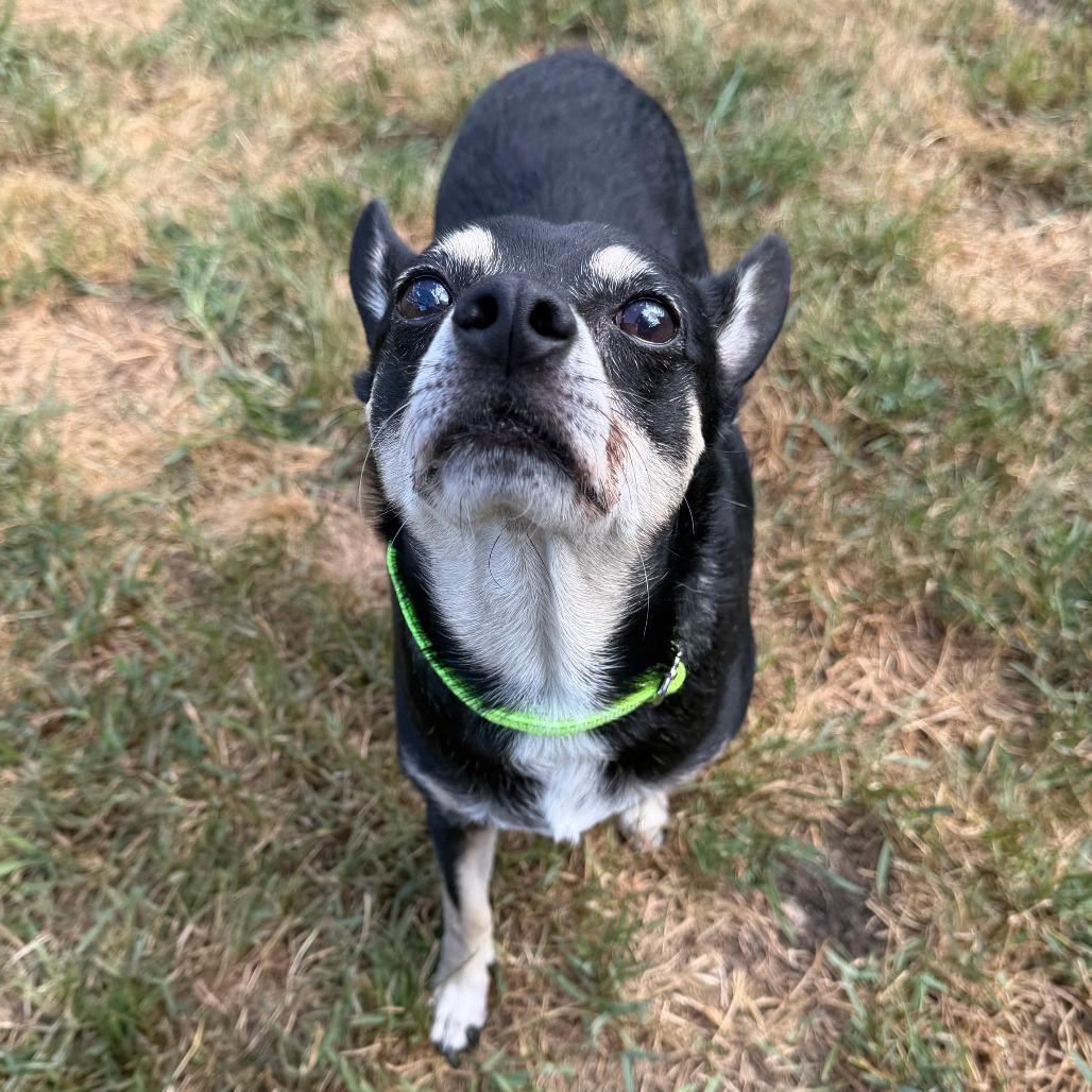 Hershey, a Adoptable mixed breed in Wadena, MN image 4/6