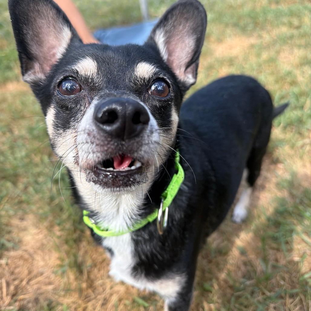 Hershey, a Adoptable mixed breed in Wadena, MN image 5/6