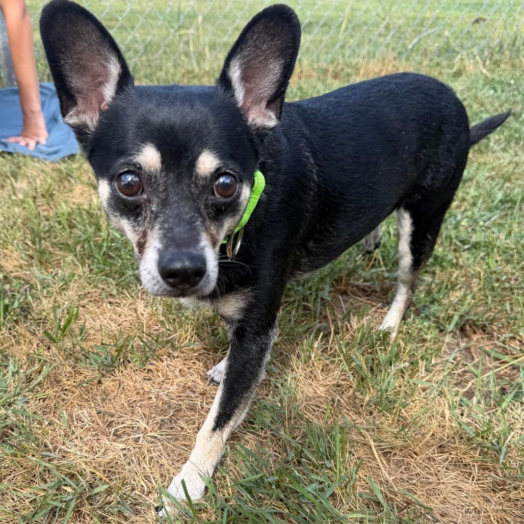 Hershey, a Adoptable mixed breed in Wadena, MN image 6/6