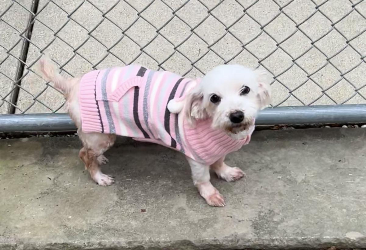 Velma, Adoptable, Senior Female Maltese & Shih Tzu.