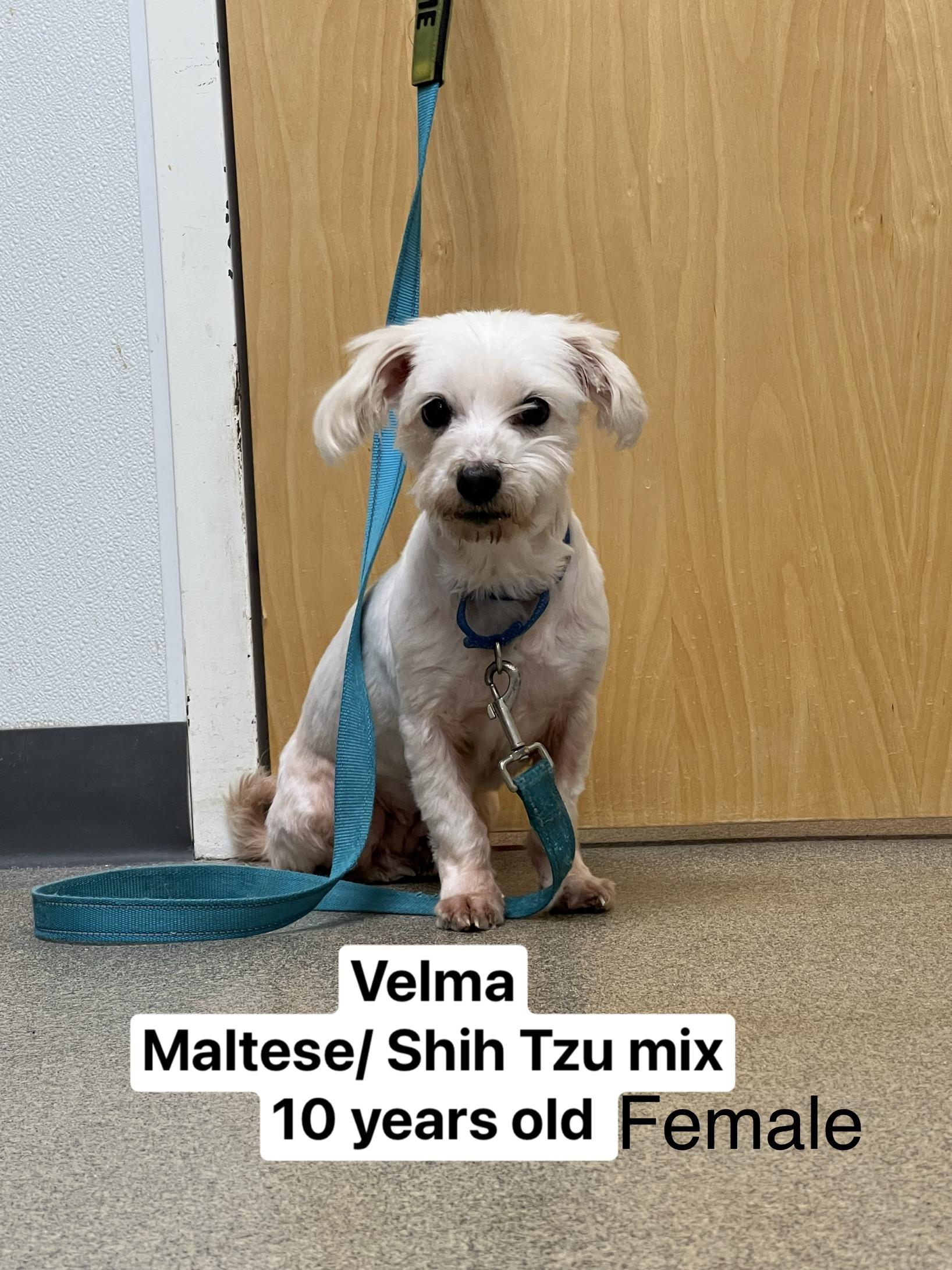 Enlarge Velma, a Adoptable mixed breed in Montville, NJ image 2/3