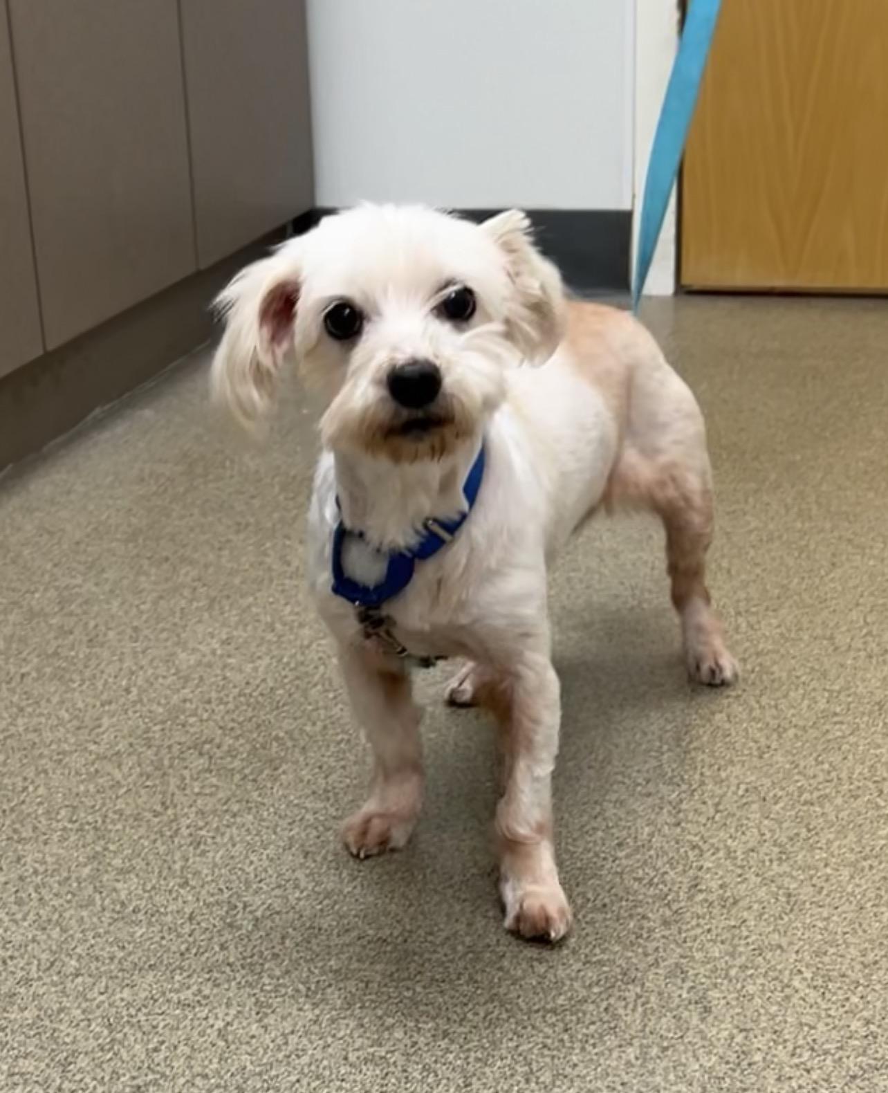 Enlarge Velma, a Adoptable mixed breed in Montville, NJ image 3/3