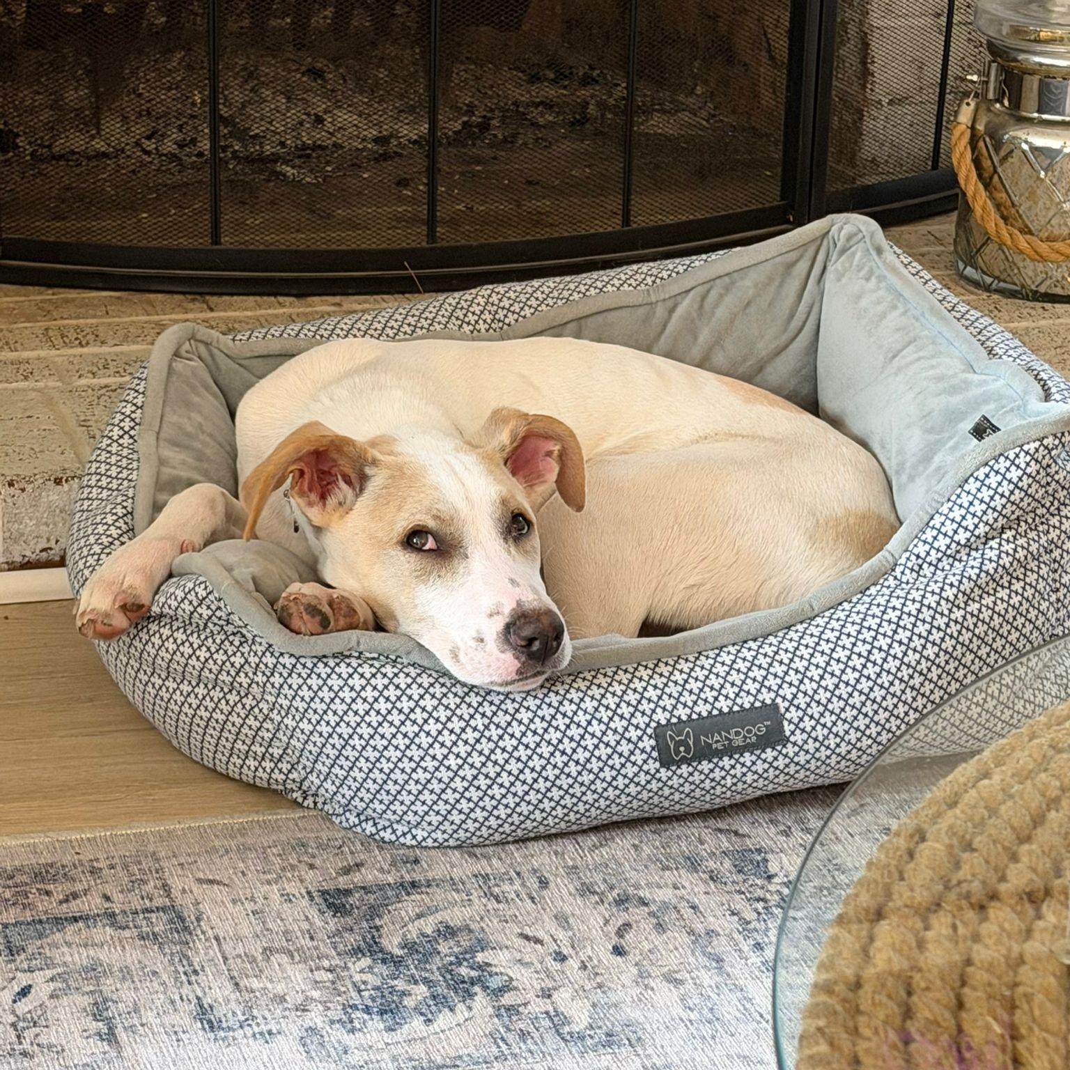 Parker, a Adoptable mixed breed in Annapolis, MD image 6/6