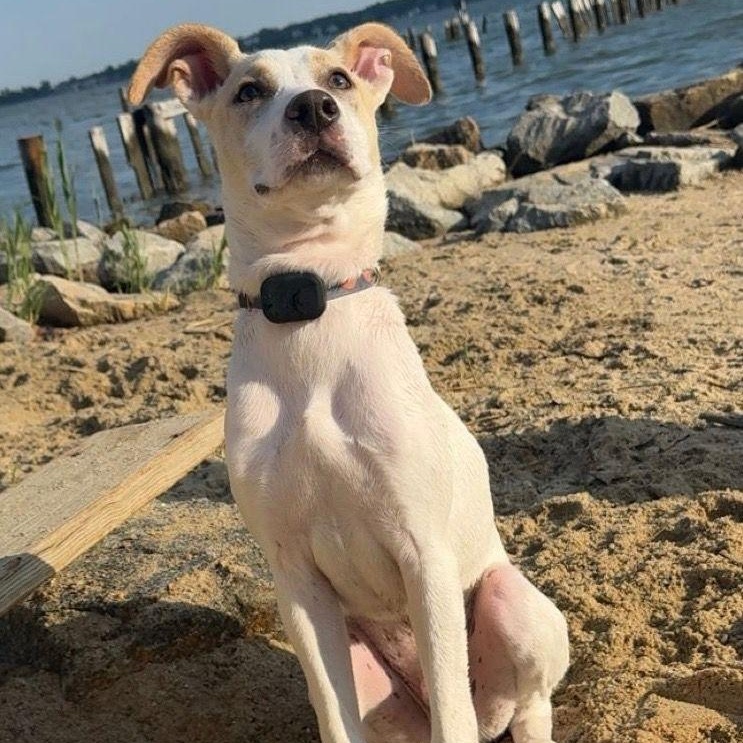 Parker, a Adoptable mixed breed in Annapolis, MD image 1/6