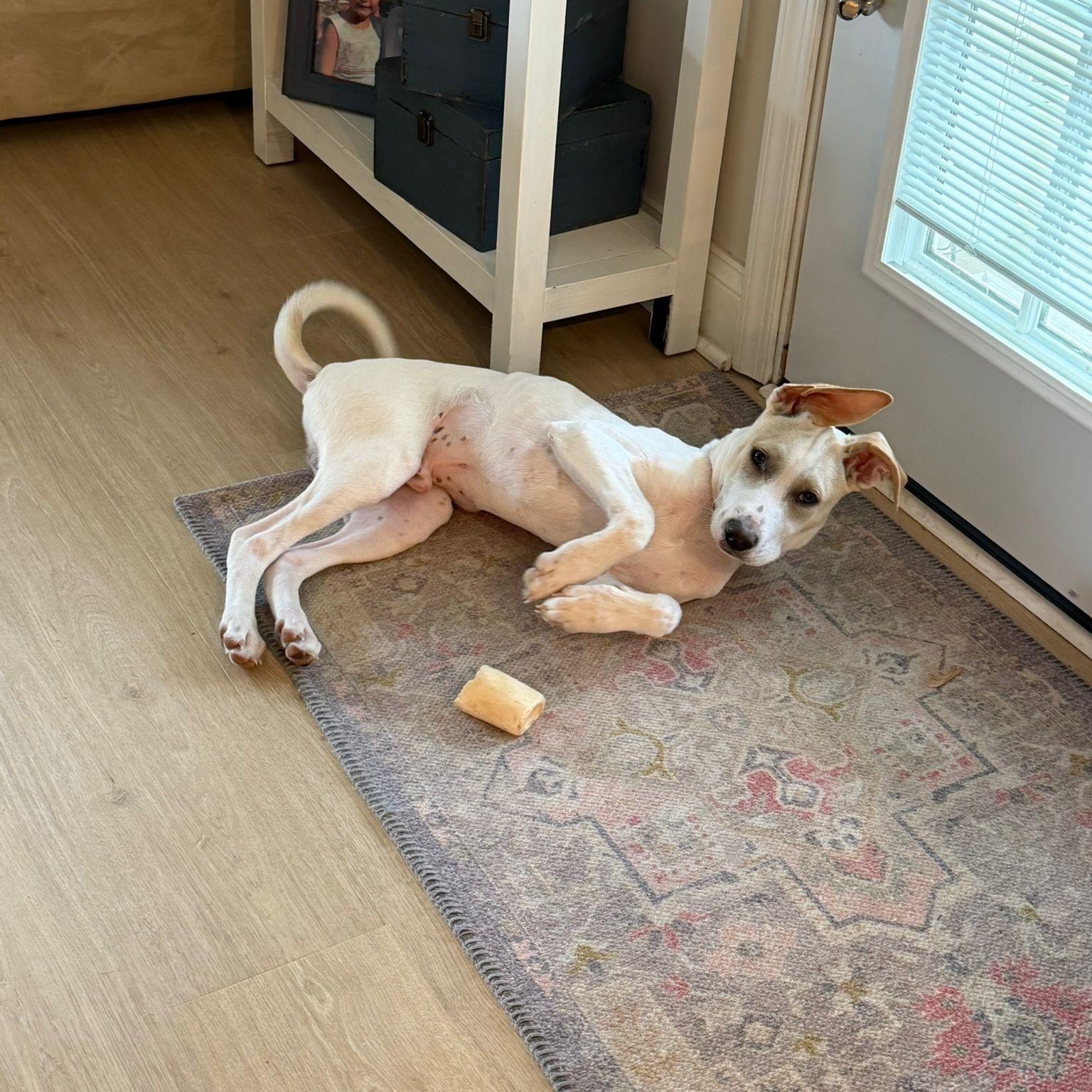 Parker, a Adoptable mixed breed in Annapolis, MD image 5/6