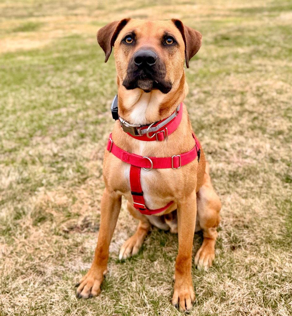 Enlarge Scooby, a Adoptable Black Mouth Cur in Bloomfield, CT image 1/3