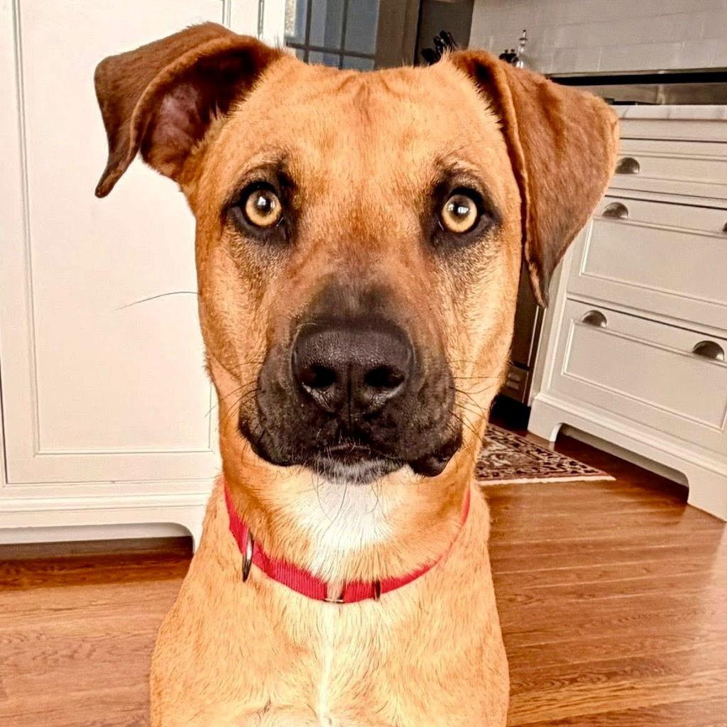 Scooby, a Adoptable Black Mouth Cur in Bloomfield, CT image 2/3