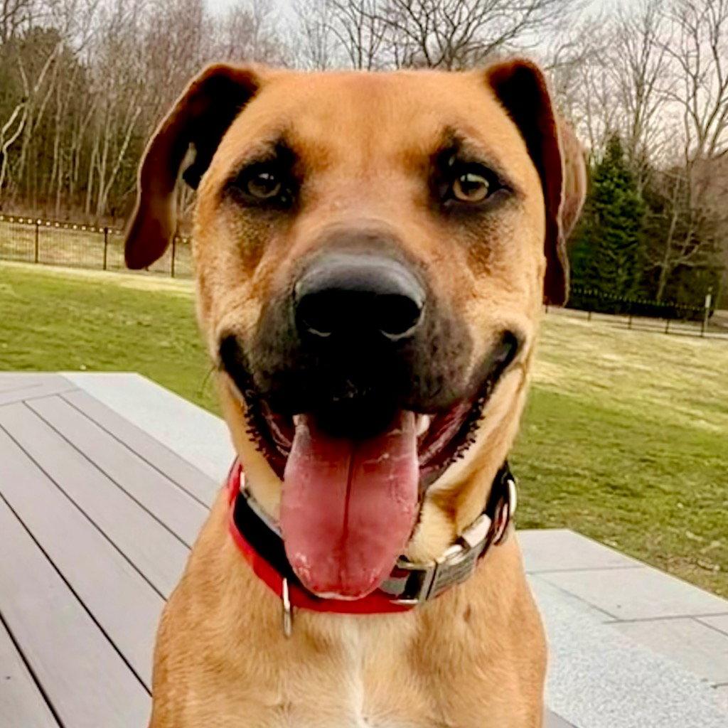 Enlarge Scooby, a Adoptable Black Mouth Cur in Bloomfield, CT image 2/3