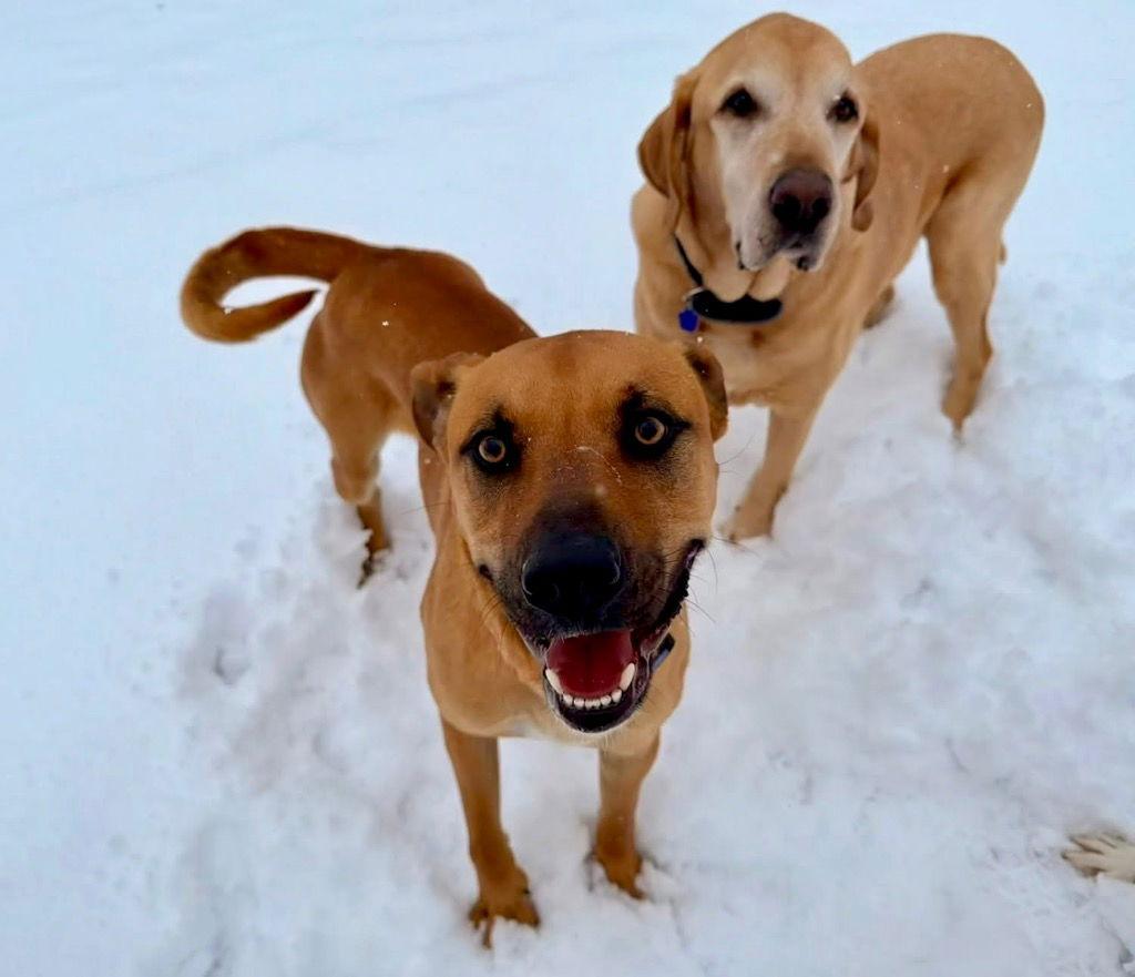 Scooby, a Adoptable Black Mouth Cur in Bloomfield, CT image 3/3