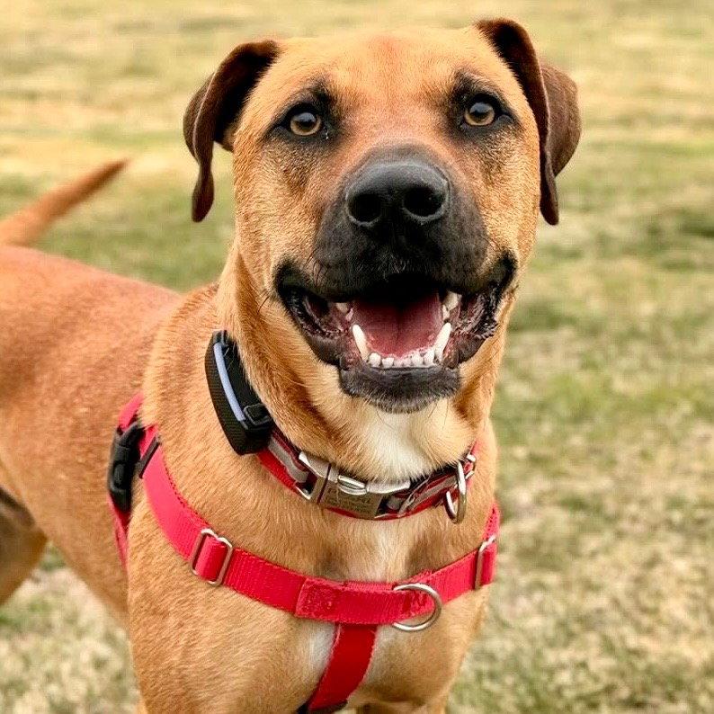 Enlarge Scooby, a Adoptable Black Mouth Cur in Bloomfield, CT image 3/3