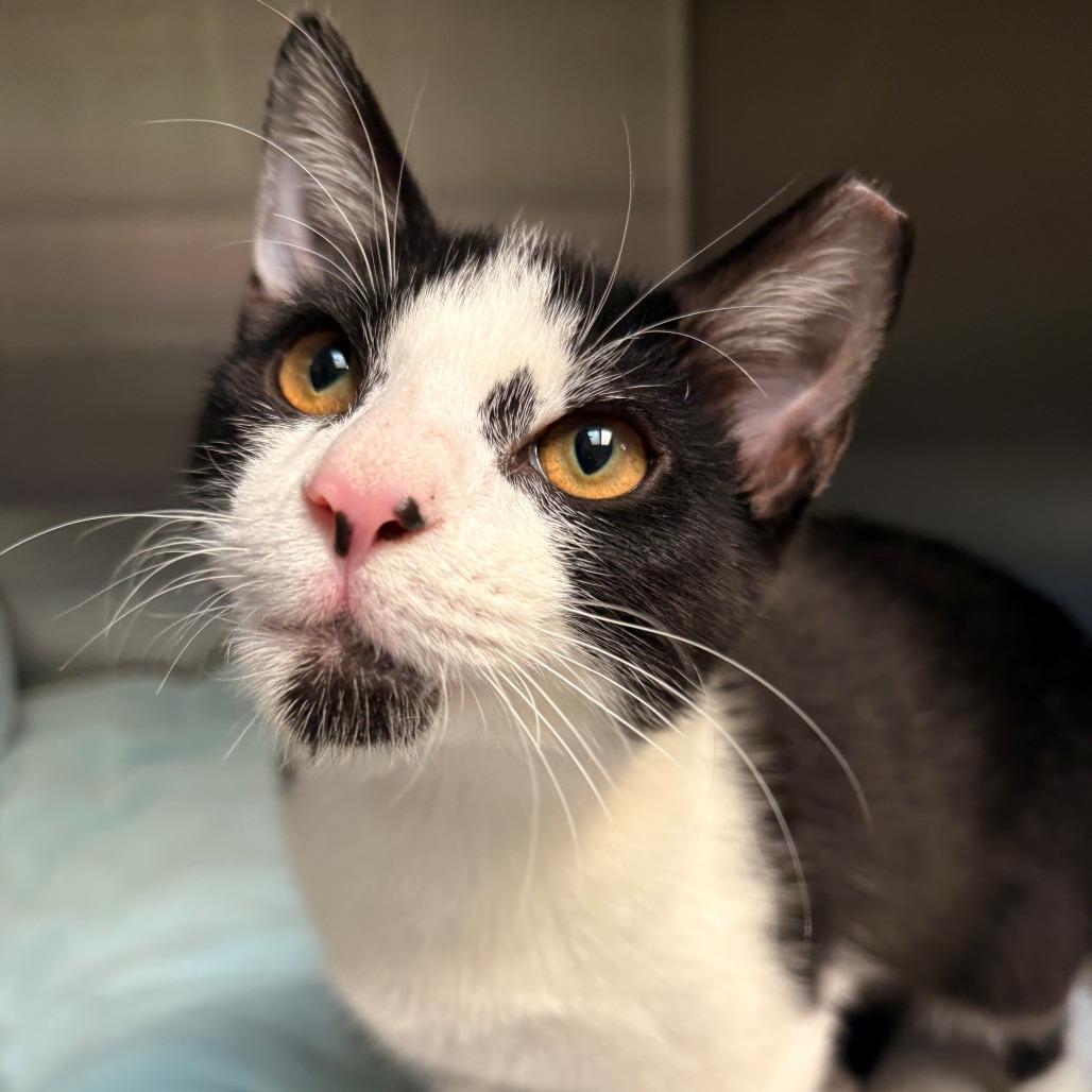 Tux, Adoptable, Young Male Domestic Short Hair.