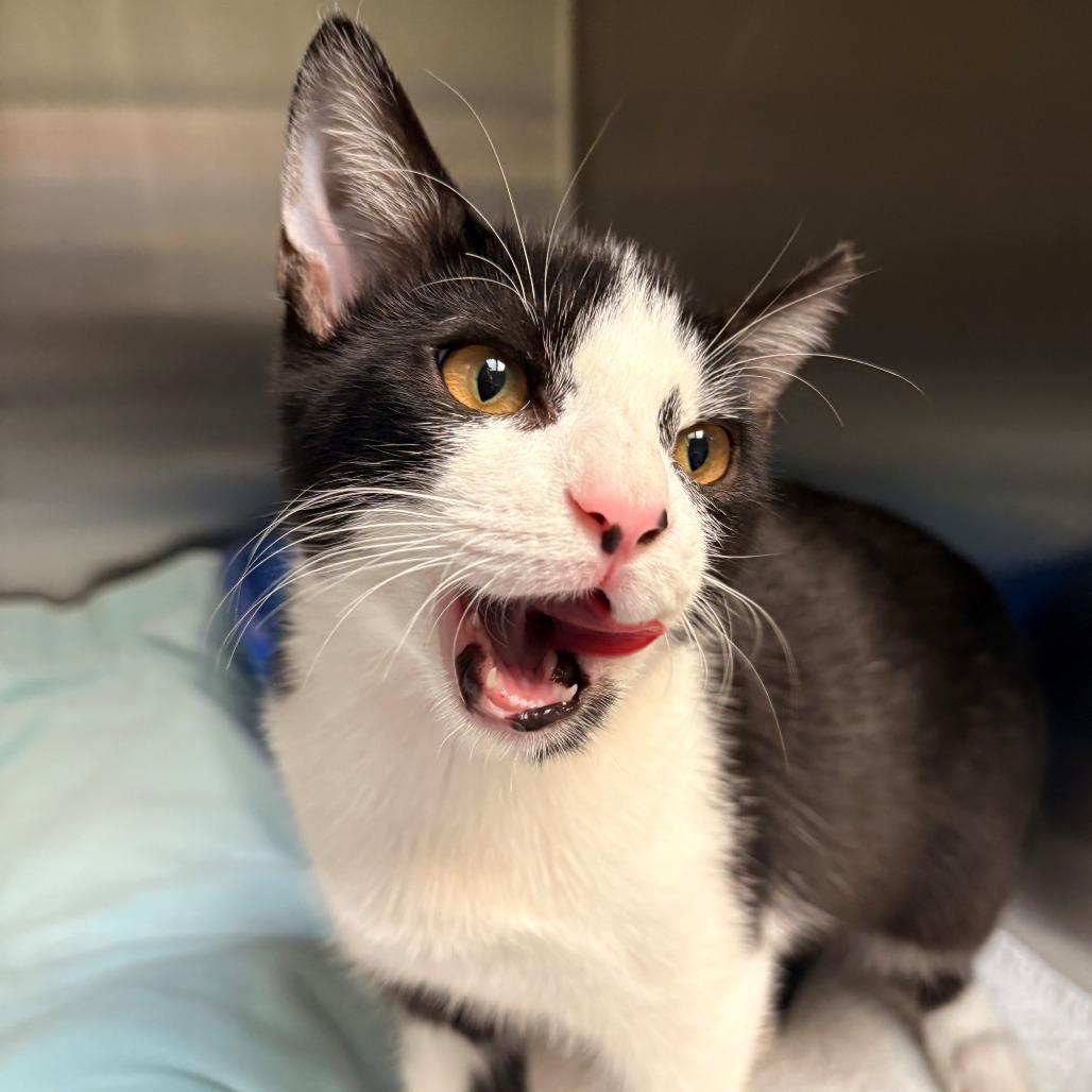 Enlarge Tux, a Adoptable Domestic Short Hair in East Hanover, NJ image 2/2