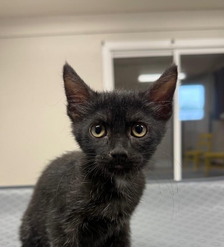 Sam, Adoptable, Young Male Domestic Short Hair.