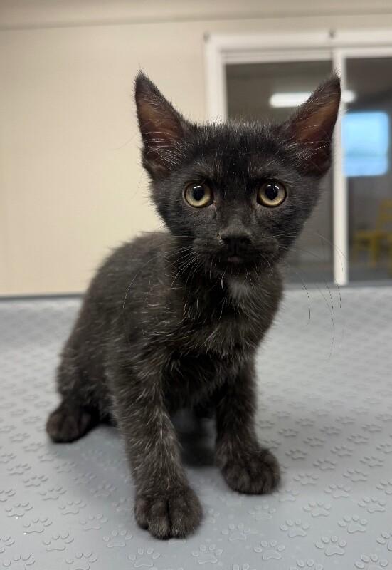 Enlarge Sam, a Adoptable Domestic Short Hair in Yankton, SD image 2/2