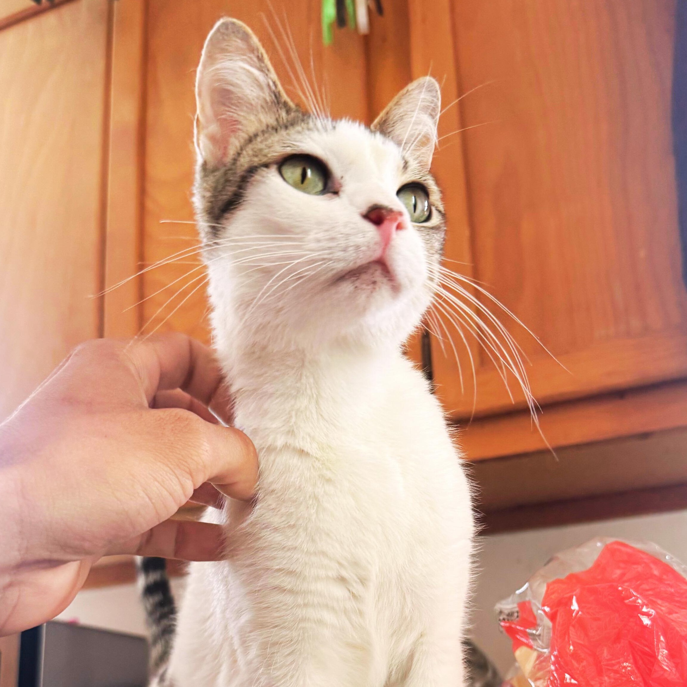 Serena, a Adoptable Domestic Short Hair in Wildomar, CA image 1/2