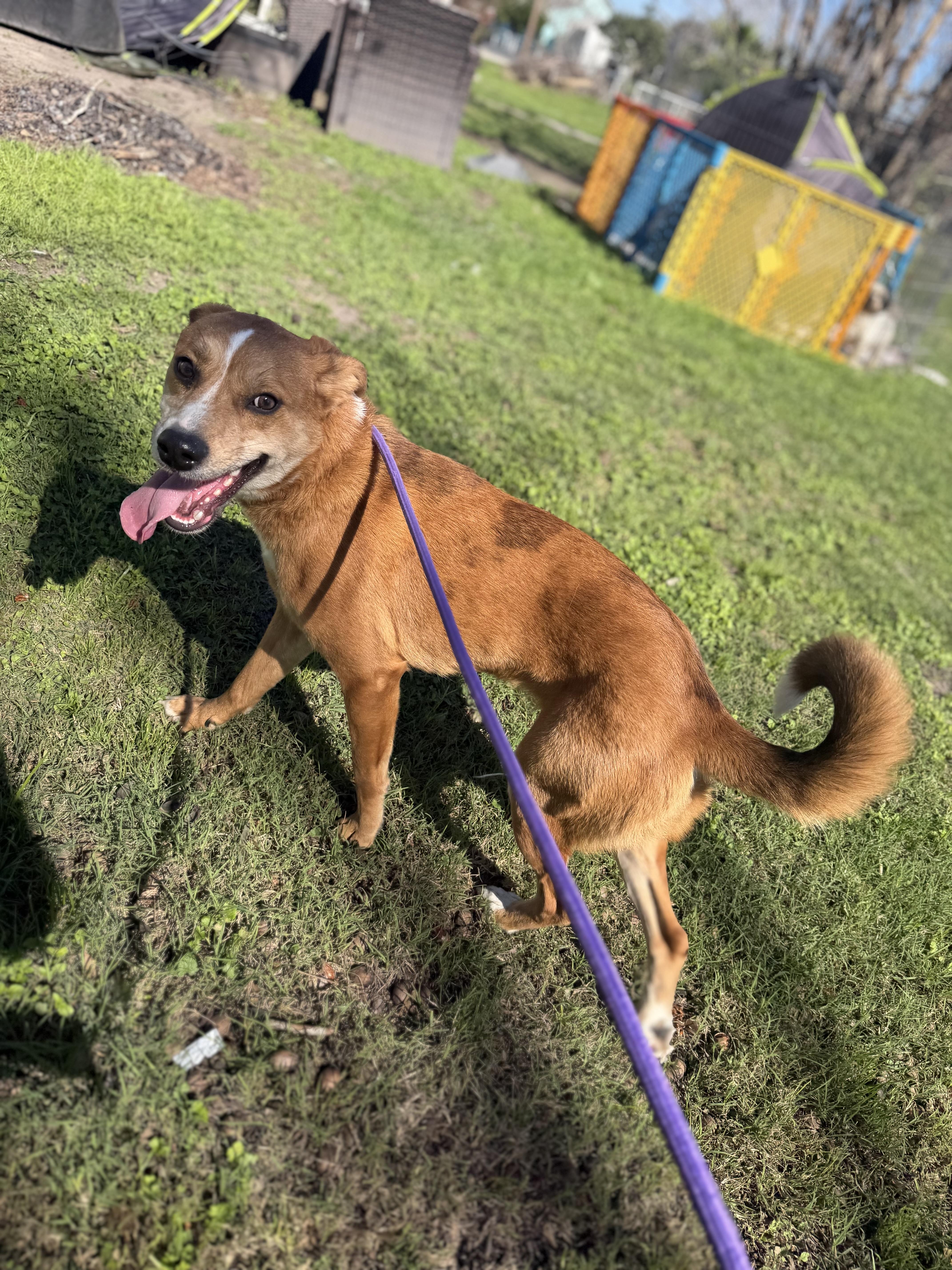 Patty, a ADOPTABLE mixed breed in Westerly, RI image 3/4