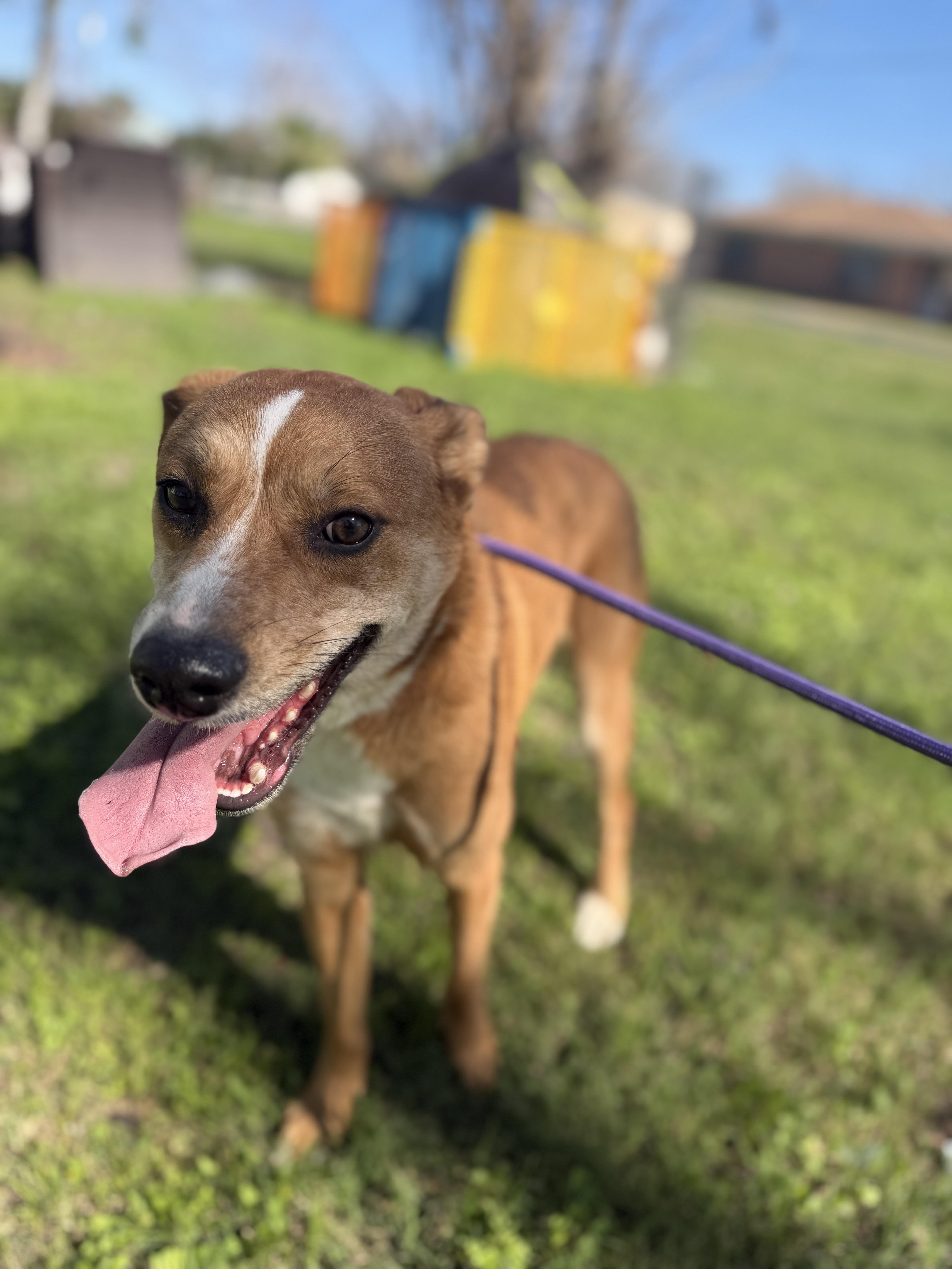 Patty, ADOPTABLE, Adult Female Catahoula Leopard Dog.