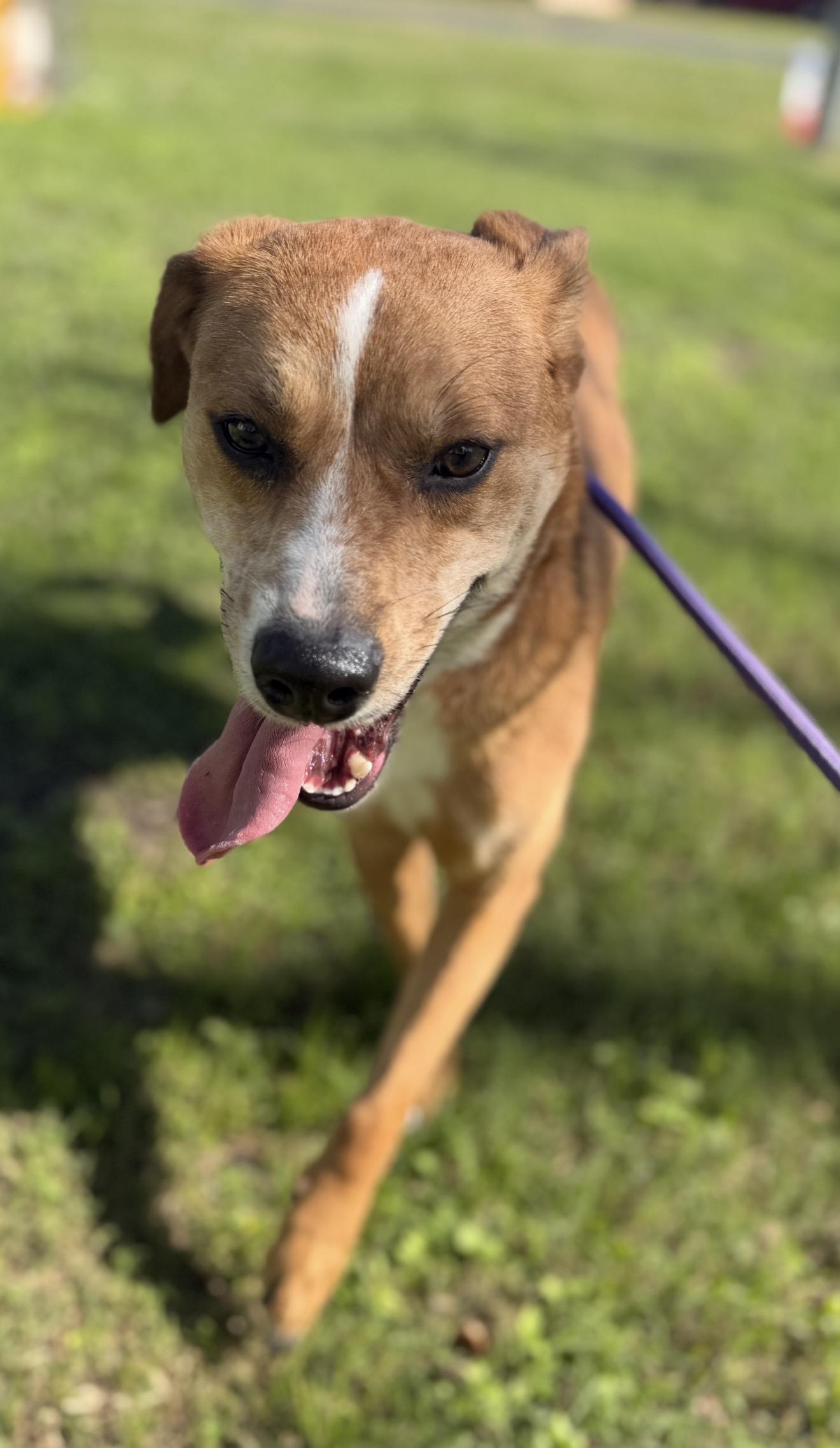 Patty, a ADOPTABLE mixed breed in Westerly, RI image 4/4