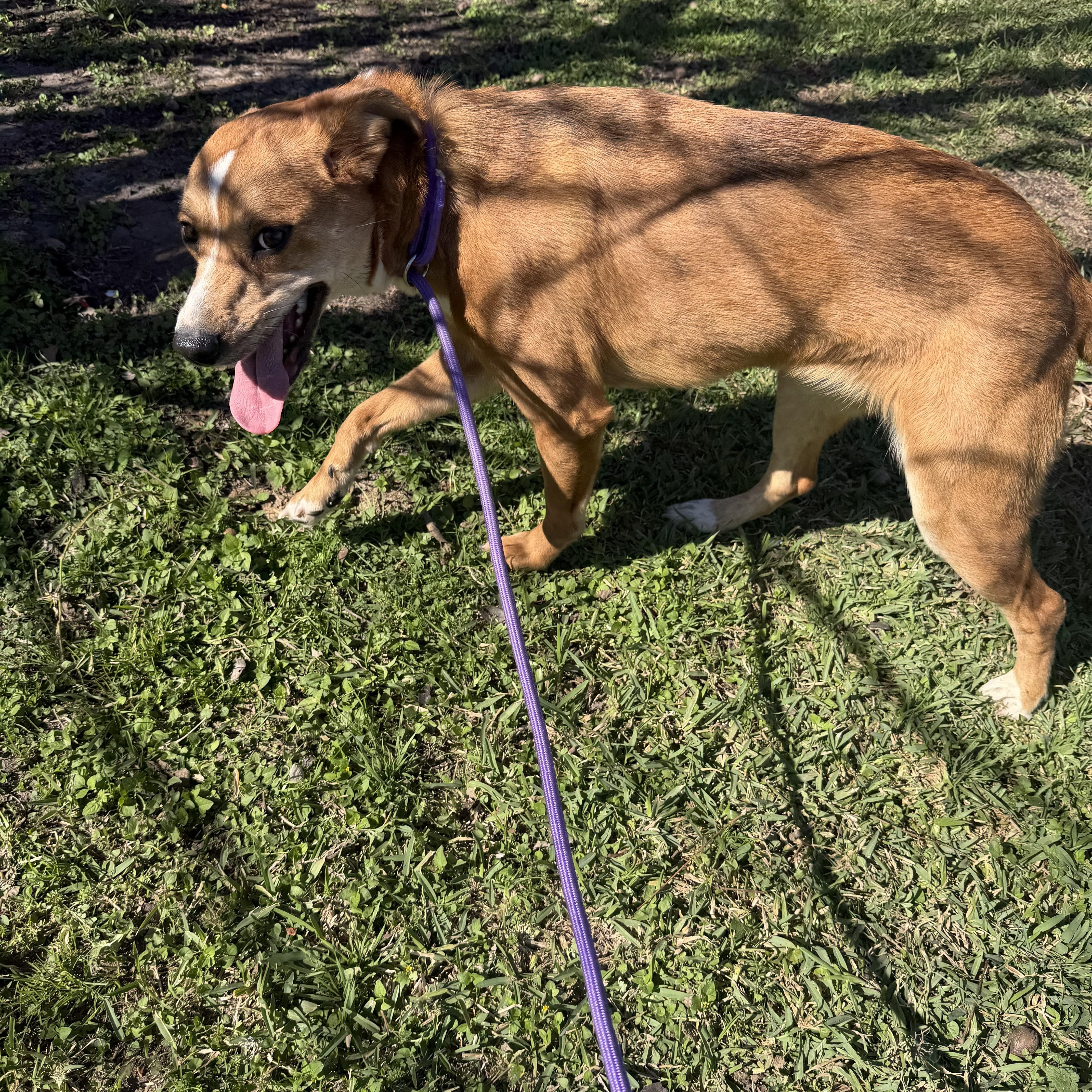 Patty, a ADOPTABLE mixed breed in Westerly, RI image 2/4