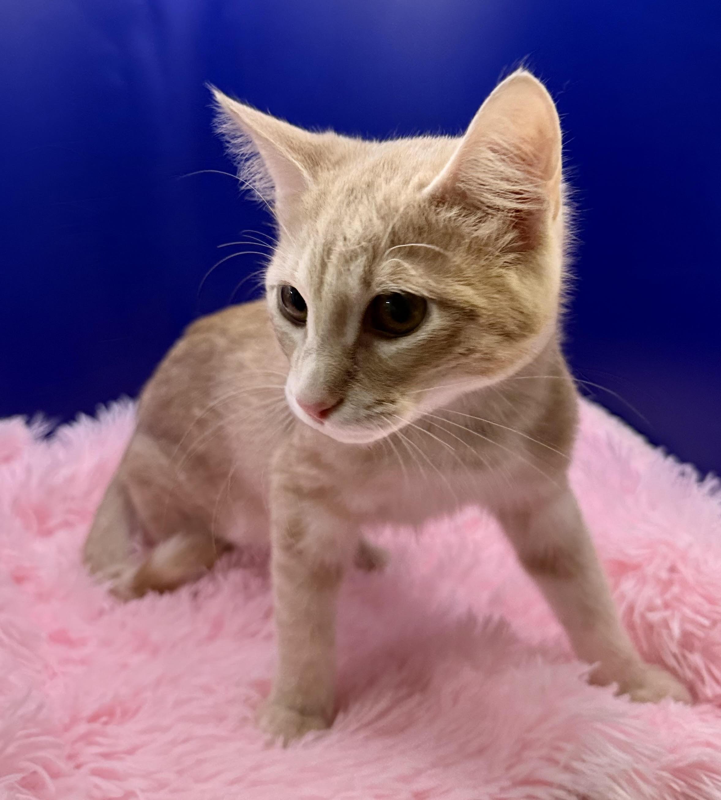 Tarzan, Adoptable, Kitten Male Domestic Short Hair & Tabby.