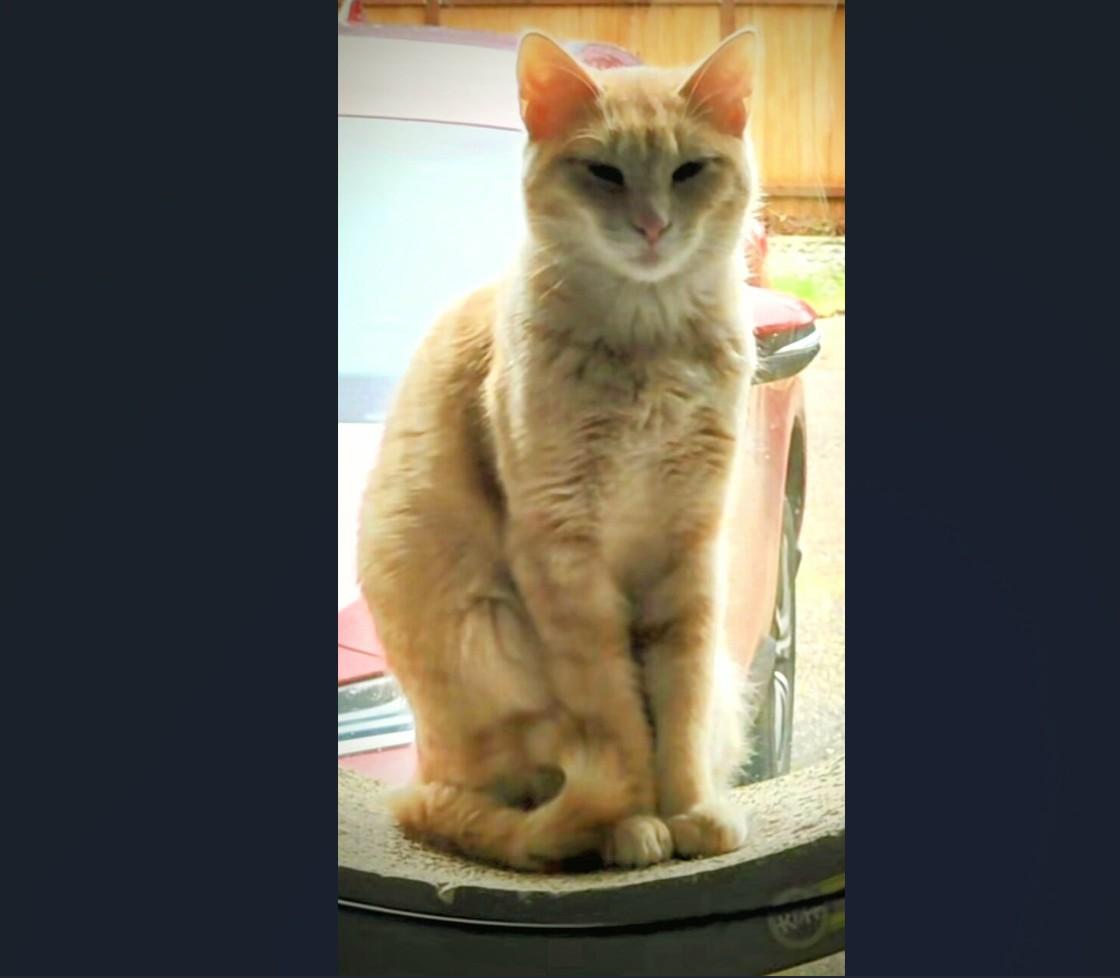 Tarzan, Adoptable, Kitten Male Domestic Short Hair & Tabby.