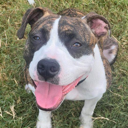 Dorothea, Adoptable, Young Female Mixed Breed.