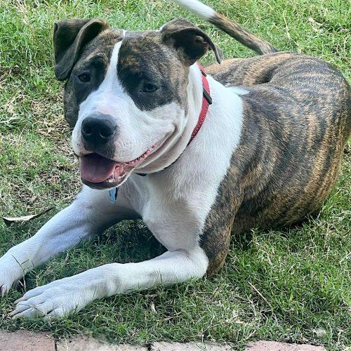 Enlarge Dorothea, a Adoptable mixed breed in Memphis, TN image 2/5