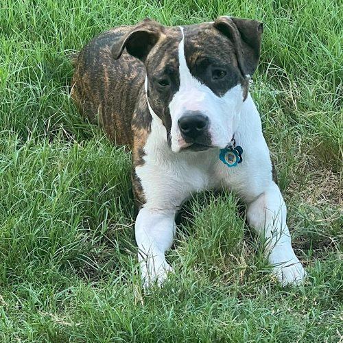 Enlarge Dorothea, a Adoptable mixed breed in Memphis, TN image 3/5