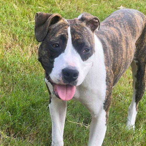 Enlarge Dorothea, a Adoptable mixed breed in Memphis, TN image 4/5