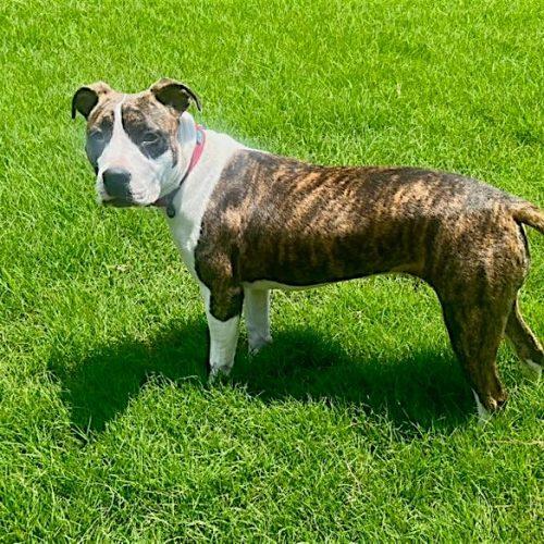 Enlarge Dorothea, a Adoptable mixed breed in Memphis, TN image 5/5