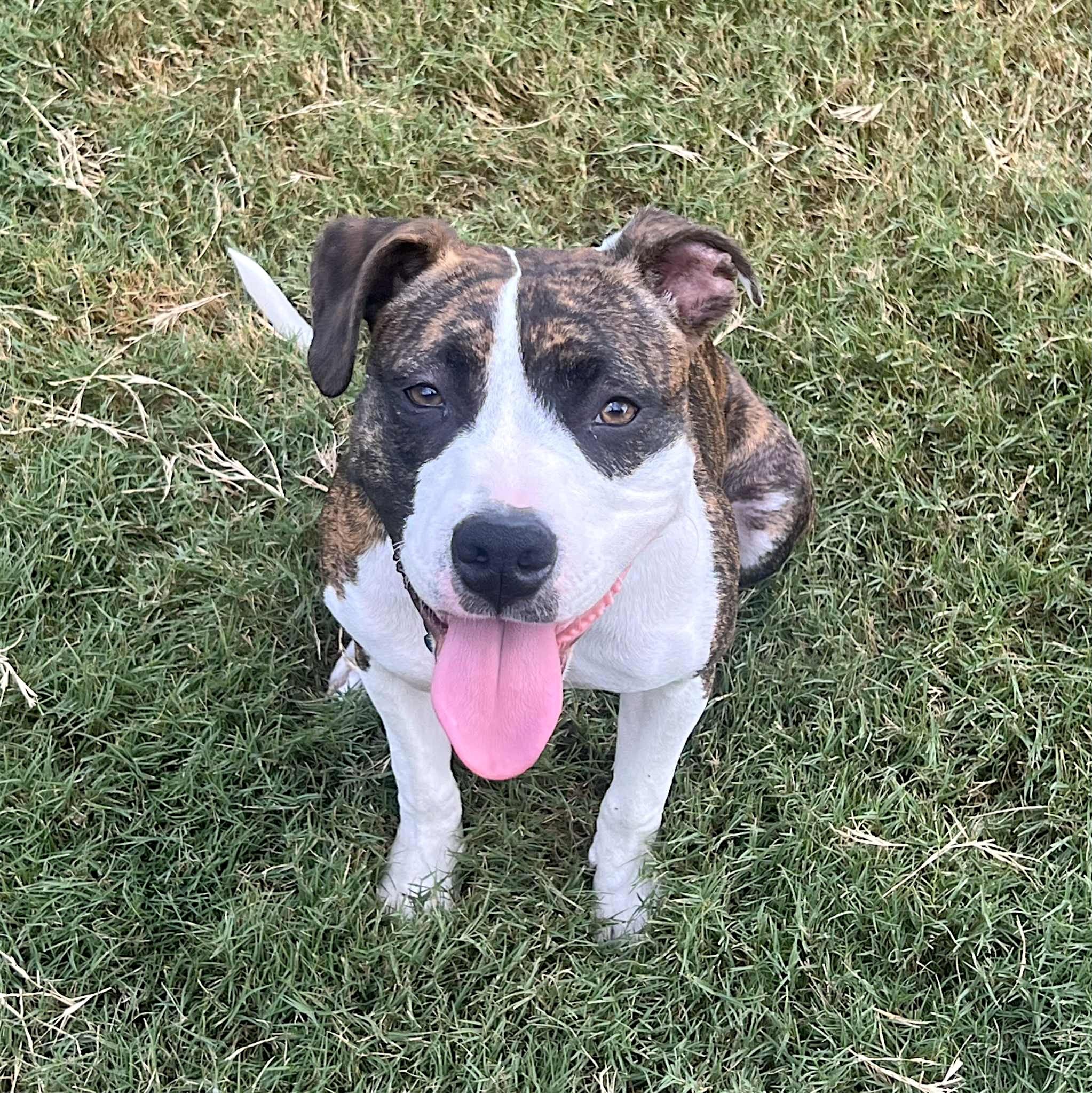 Enlarge Dorothea, a Adoptable mixed breed in Memphis, TN image 6/6