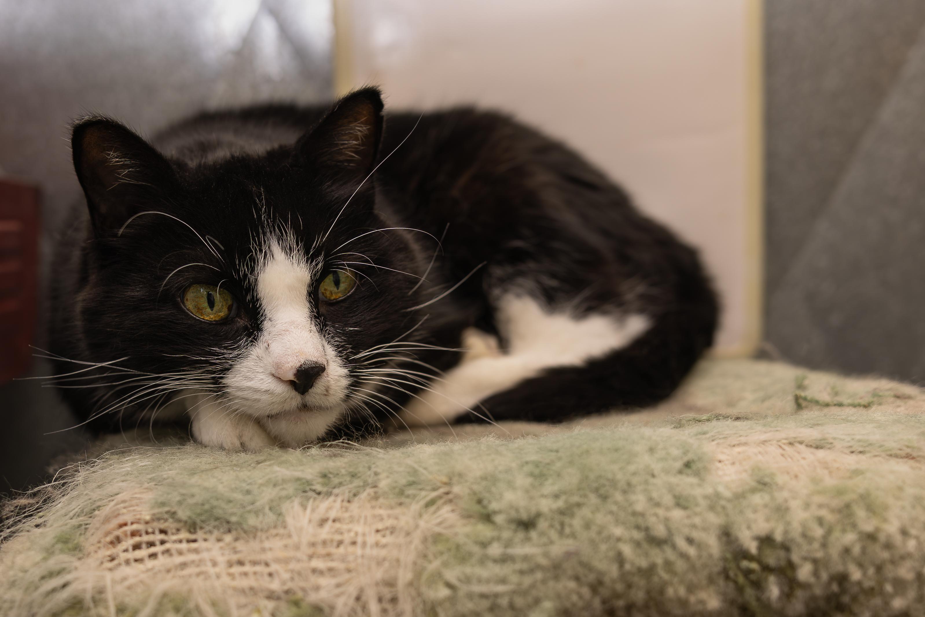 Enlarge Patrick, a Adoptable mixed breed in Kirkland Lake, ON image 2/3