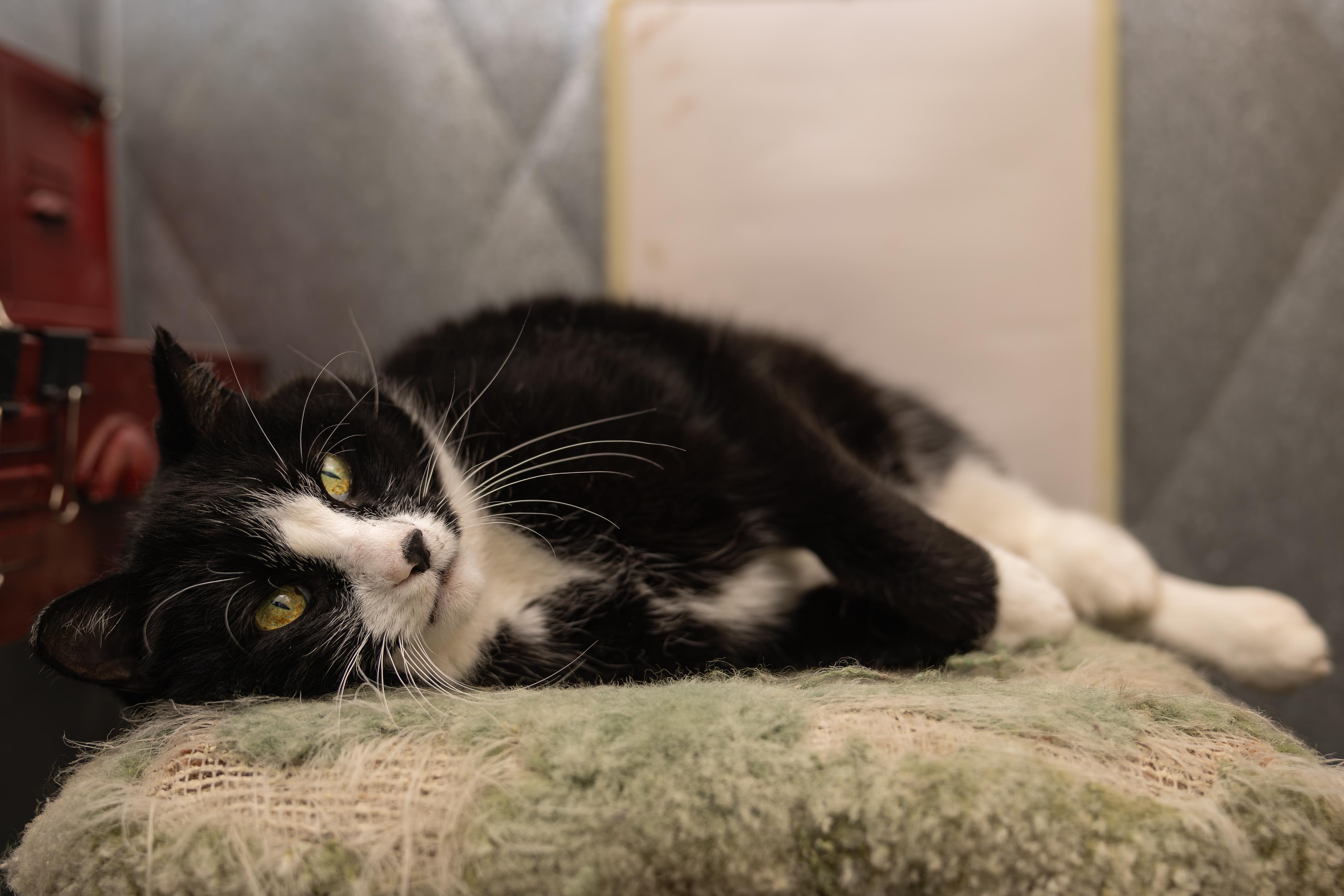 Enlarge Patrick, a Adoptable mixed breed in Kirkland Lake, ON image 3/3