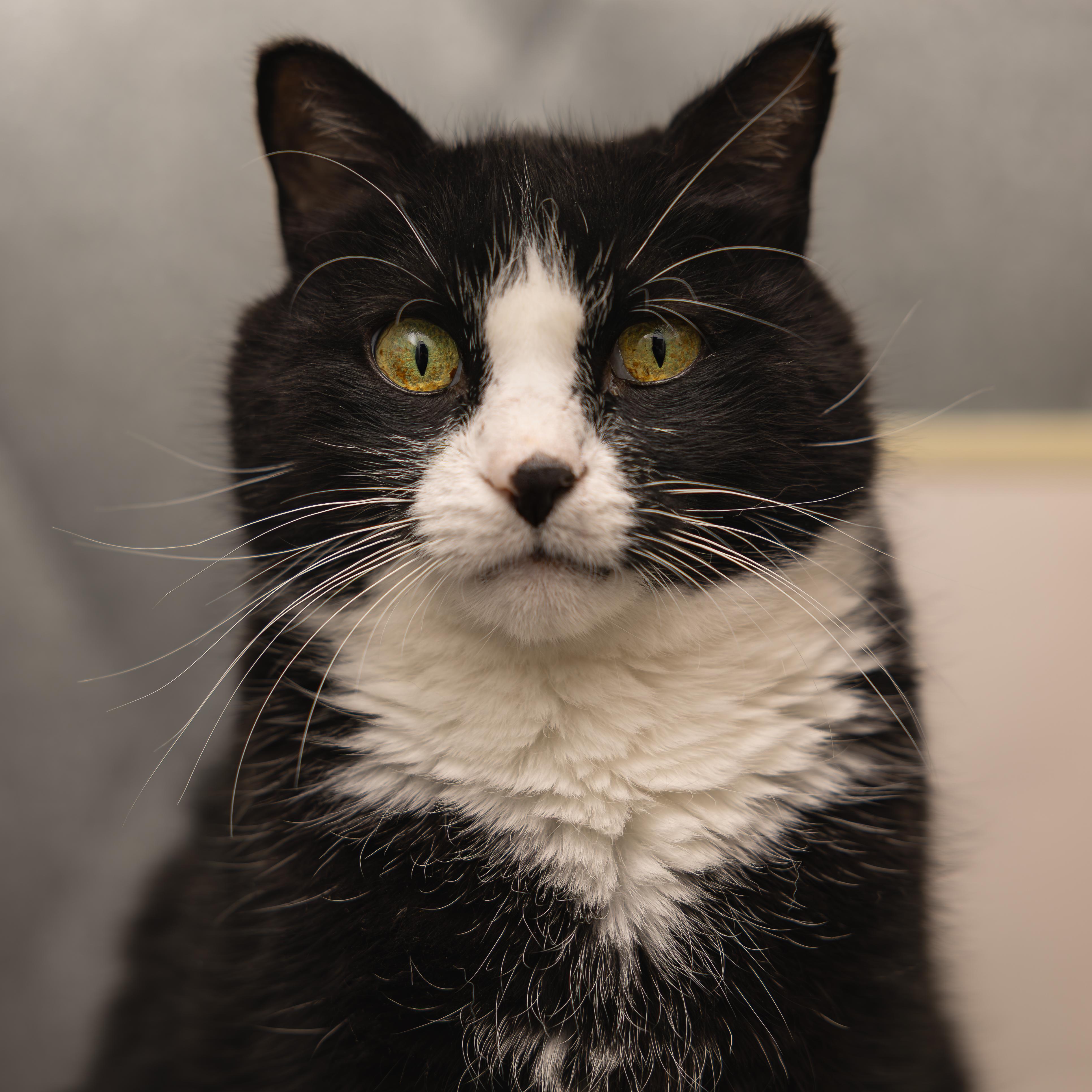 Patrick, Adoptable, Senior Male Domestic Short Hair.