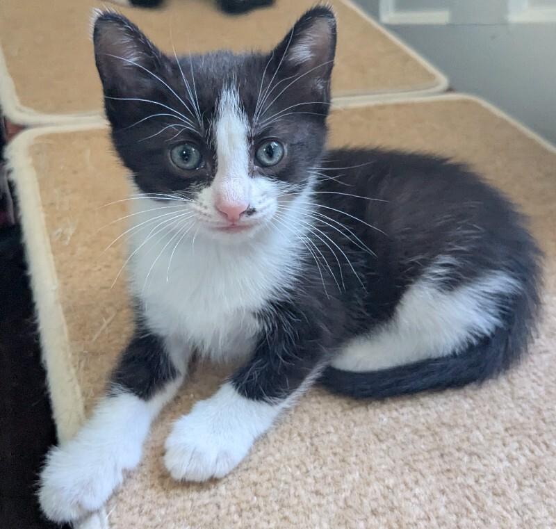 Singe, Adoptable, Young Female Domestic Short Hair.