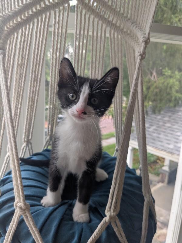 Enlarge Singe, a Adoptable Domestic Short Hair in Grand Rapids, MI image 2/3