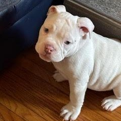 Enlarge Luna, an adopted mixed breed in Chatham, ON image 1/1