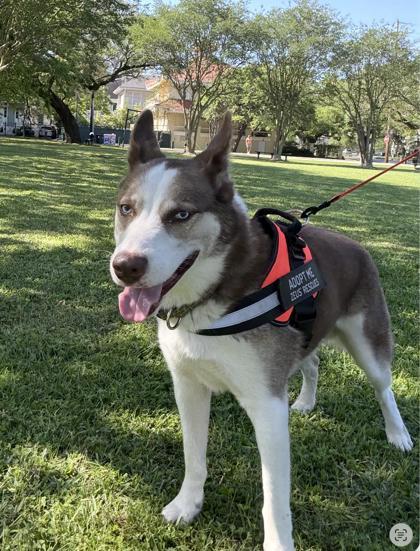 Wiley, Adoptable, Young Male Siberian Husky & Mixed Breed.