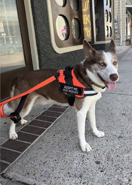 Enlarge Wiley, a Adoptable mixed breed in New Orleans, LA image 2/3