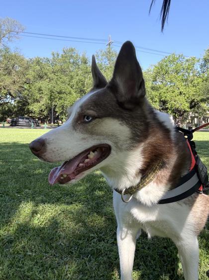 Enlarge Wiley, a Adoptable mixed breed in New Orleans, LA image 3/3
