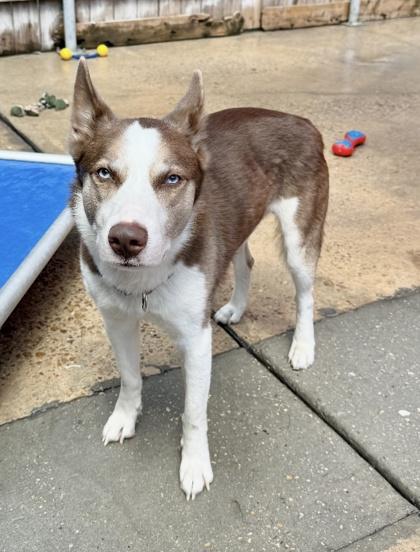 Wiley, Adoptable, Young Male Siberian Husky & Mixed Breed.
