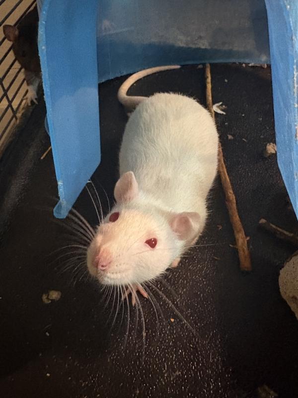Nora & Weiss (The Anime Girls), ADOPTABLE, Adult Female Rat.
