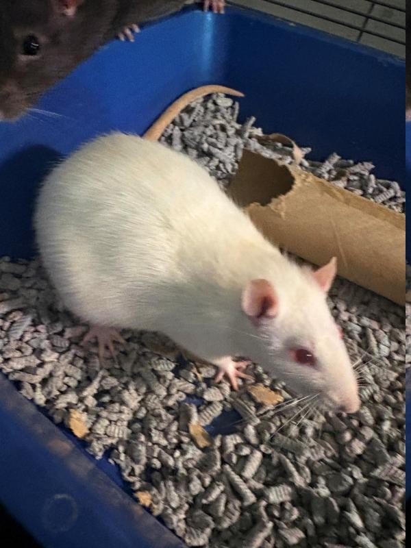 Enlarge Nora & Weiss (The Anime Girls), a ADOPTABLE Rat in Merrimack, NH image 2/2