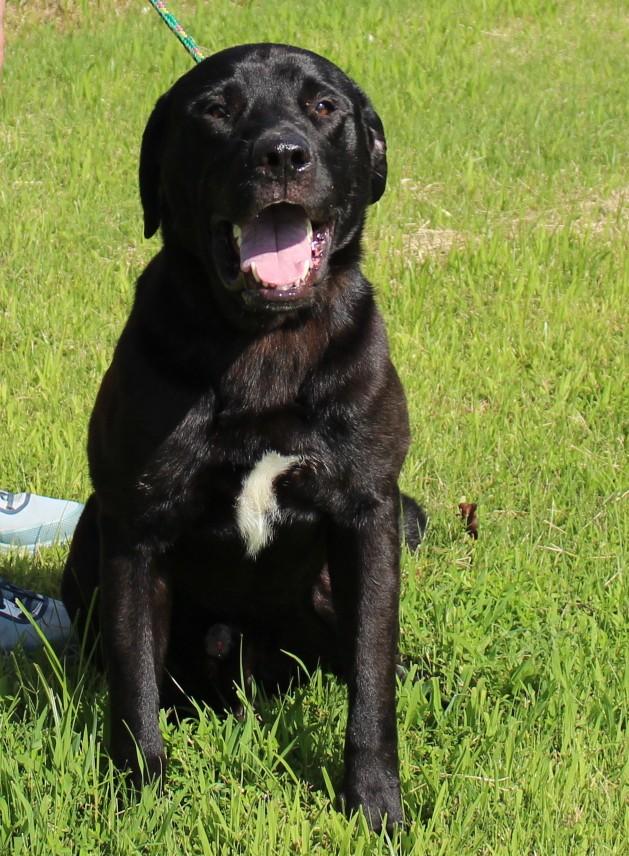 CHASE, a ADOPTABLE Black Labrador Retriever in Claremore, OK image 2/2