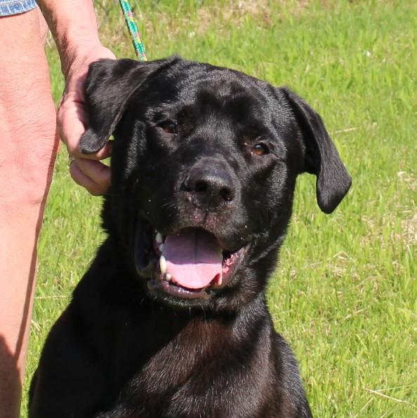 CHASE, a ADOPTABLE Black Labrador Retriever in Claremore, OK image 1/2