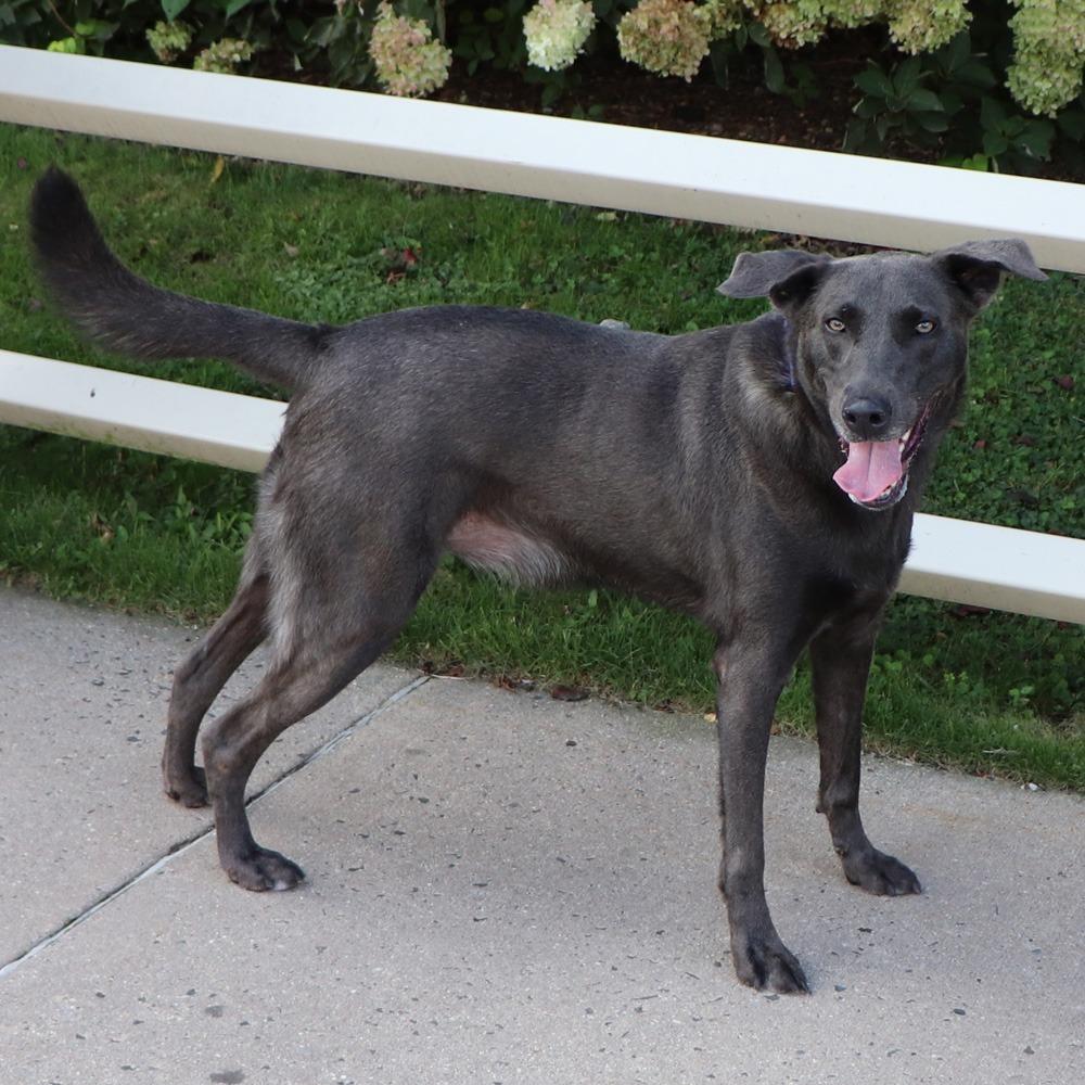 Enlarge LA3590 Ash, a Adoptable Labrador Retriever in Port Washington, NY image 1/3